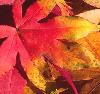 Assaggi d'Autunno Pieve di Santa Luce 2024