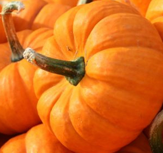 Festa della Zucca