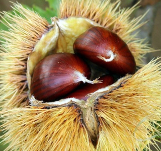 Festa delle Castagne