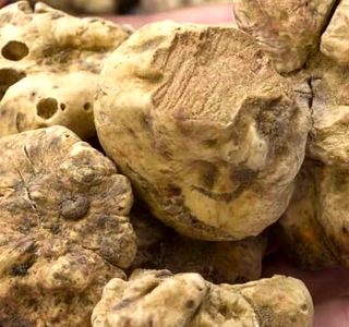 Festa Nazionale Tartufo della Val Bormida