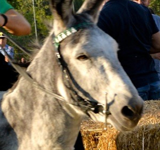 Feste d'Ottobre e Palio dei Ciuchi Sassetta 2024