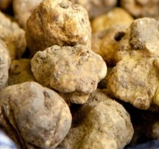 Fiera del Tartufo Bergamasco (AL) Piemonte 2024