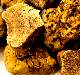 Fiera Nazionale del Tartufo Bianco Borgofranco sul Po 2024