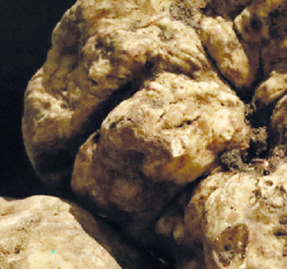 Fiera Nazionale del Tartufo Bianco d'Alba e Nero San Sebastiano Curone 2024