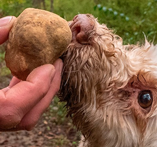 Fiera Nazionale del Tartufo Bianco di Acqualagna 2024