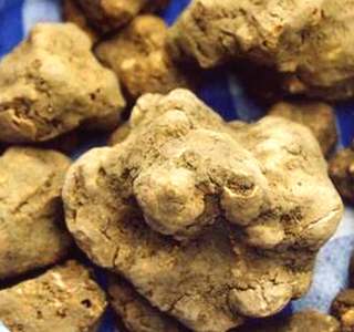 Fiera Nazionale del Tartufo