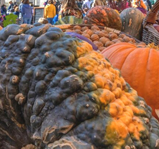 Fuori di Zucca Santa Maria Maggiore 2024