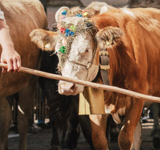 Gran Festa del Desmontegar Primiero San Martino di Castrozza 2024