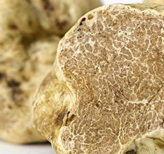 Mostra Regionale del Tartufo Acqui Terme 2024