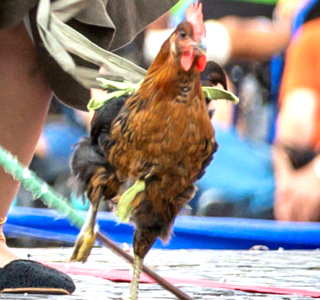 Palio di Isola Dovarese