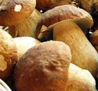 Porcelli e Porcini Caronia 2024