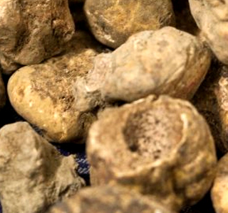 Sagra del Tartufo Bianco e del Fungo Balconevisi 2024