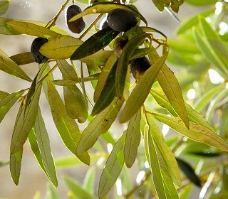 Sagra dell'Ulivo Finale di Pollina (PA) Sicilia 2022