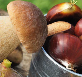 Sagra della Castagna IGP e del Fungo Porcino di Roccamonfina