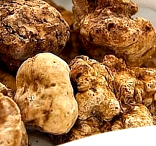 Sagra della Filiera del Tartufo Marzuolo Lucignano 2025